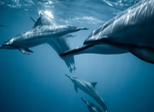 开云娱乐-【德甲】16岁神童创进球纪录 换帅多特客负柏林联盟